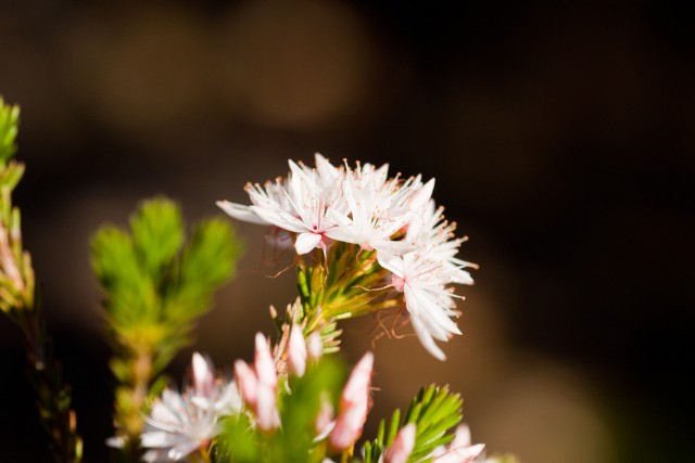 Calytrix tetragona