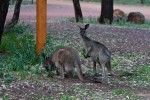 Kängurus auf dem Campingplatz