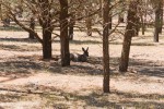 Känguru im Schatten