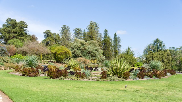 Im botanischen Garten Adelaide