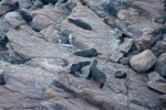 Seehunde auf Kangaroo Island