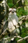 Kookaburra