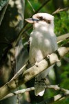 Kookaburra