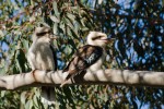 Zwei Kookaburras