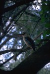Kookaburra at Katherine Gorge