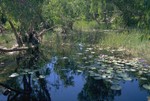 King River Crossing