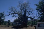 Boab Prison Tree