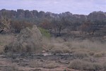 Ant hills in the Purnululu NP