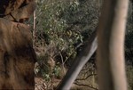 Australian parrots near the Trephina Gorge