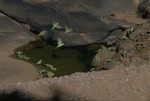 Australian parrots near the Trephina Gorge