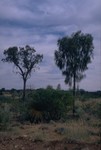 Mereenie Loop heading Kings Canyon