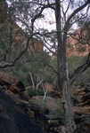 Inside the Kings Canyon